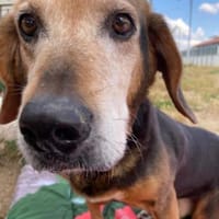 Lebensfrohe Handicap-Hündin Anna sucht, Hündin zur Adoption