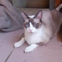 Mapache (und Duke) bei München (ALM), Kater zur Adoption