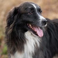 Roscoff sucht dich!, Hund zur Adoption