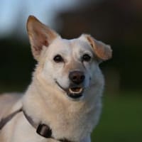 Luna  Sonnenschein sucht Familie🌞, Hündin zur Adoption