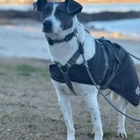 Grey sucht ihr Zuhause, Hündin zur Adoption