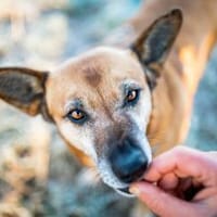 Mila - Seniorin sucht Streichler, Hündin zur Adoption