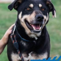 Axel - sanfter Familienhund, Hund zur Adoption