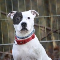 Dragosch sucht ein Zuhause, Hund zur Adoption