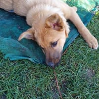 Pauli sucht sein Zuhause, Hund zur Adoption