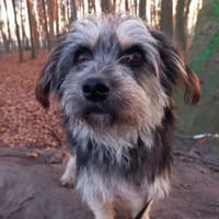 Mihai - kleiner Goldschatz, Hund zur Adoption