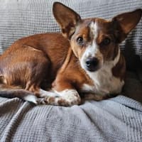 lustiges, kleines Kerlchen -Percy-, Hund zur Adoption