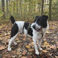 Bandit - wartet in Köln auf sein Zuhause, Hund zur Adoption