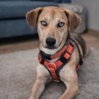 Simon - Sanfter Rüde auf PS in Hessen, Hund zur Adoption