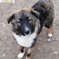 Marshmallow   mit dem schönen Gesicht, Hund zur Adoption