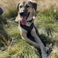 Miles - freundlicher, junger Rüde auf PS, Hund zur Adoption