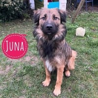 Juna - tollste und freundlichste Hündin, Hündin zur Adoption