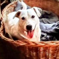 Mimmo aufgeschlossen und neugierig, Hund zur Adoption