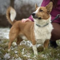 Pico auf PS in Traunreut, Hund zur Adoption