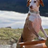 die hübsche Siva sucht ein Zuhause, Hündin zur Adoption