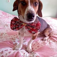 ❤Alfonso hat ein Herz aus Gold..., Hund zur Adoption