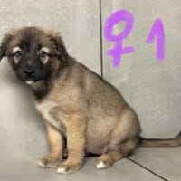 Süße Mischlingswelpen, Hündin zur Adoption