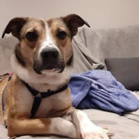 Amadeus ist so verkuschelt 🐾, Hund zur Adoption