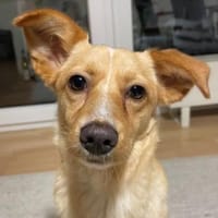 Yumi, geb. ca. 05/2025, 52066 Aachen, Hündin zur Adoption