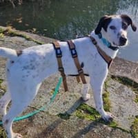 Mit Ozzy zieht gute Laune bei dir ein, Hund zur Adoption