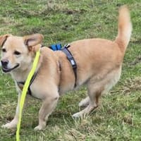 Schüchterne Sintra sucht Ruhepol, Hündin zur Adoption