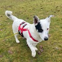 Sparow agiler verspielter Junghund, Hund zur Adoption