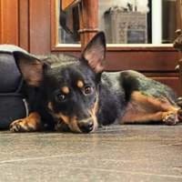 Chia verspieltes Hundemädel, Hündin zur Adoption