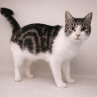 COOKIE, chatte à adopter