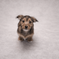 BADOO réservé, chien à adopter