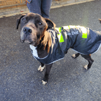 BALROG VAA, chien à adopter