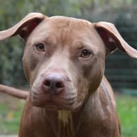 NOZA CHAO, chienne à adopter