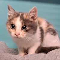 Kimy, chatte à adopter