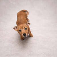 CANELLE, chienne à adopter