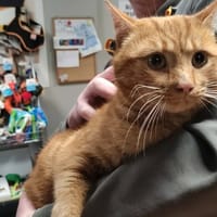 maurice, chat à adopter