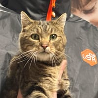 NICO, chat à adopter