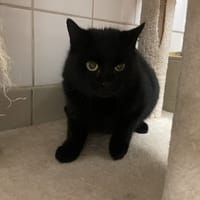 LASTICO, chatte à adopter
