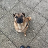 SKYE, chienne à adopter