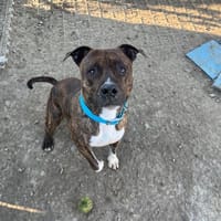 P'TIT BOY, chien à adopter