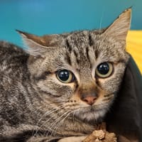 RASKA, chat à adopter