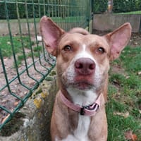 PERLE, chienne à adopter