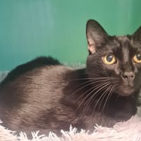 ECLAIR, chat à adopter