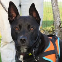 LOUNA, chienne à adopter