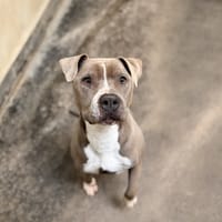 VICTUS, chien à adopter