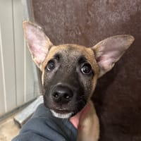 Scotty, chien à adopter