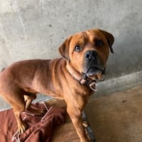 ZAF, chien à adopter