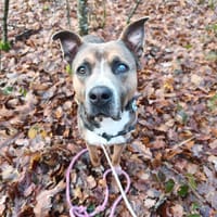 TAYRON, chien à adopter