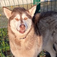 Hikena, chienne à adopter