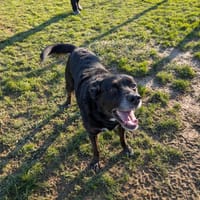 OSKY, chien à adopter