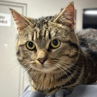 MAX, chat à adopter