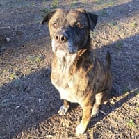 Harley, chien à adopter